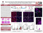 Myonuclear Dynamics After Skeletal Muscle Surgical Resection Injury by Micah Andrew Goeke, Nathan Serrano Ph.D., Pieter Jan Koopmans, and Kevin A. Murach Ph.D.