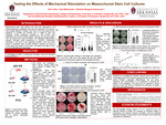 Testing the Effects of Mechanical Stimulation on Mesenchymal Stem Cell Cultures