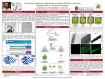 Functional Characterization of the Reniform Nematode Effector Protein Rr6640 in Soybean Parasitism