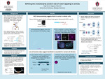 Moving towards defining the evolutionarily ancient role of notch signaling in animals.