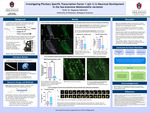 Investigating Pituitary Specific Transcription Factor-1 (pit-1) in Neuronal Development in the Sea Anemone Cnidarian Nematostella vectensis