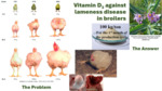 Vitamin D3 Against Lameness Disease in Broilers (2023) by Andi Asnayanti