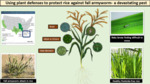 Using Plant Defenses to Protect Rice Against Fall Armyworm - A Devastating Pest (2023) by Devi Balakrishnan