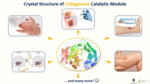 Crystal Structure of Collagenase Catalytic Module (2023) by Adjoa Bonsu