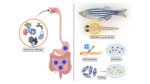 Exploring a 'Fishy' Solution: Unveiling Human Norovirus with Zebrafish Larvae (2023)