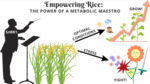 Empowering Rice: The Power of a Metabolic Maestro (2023) by Maria Clara Faria Chaves