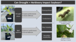 Can Drought × Herbivory Impact Soybean? (2023)