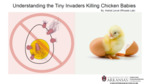 Understanding the Tiny Invaders Killing Chicken Babies (2023)