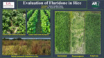 Evaluation of Fluridone in Rice (2023)