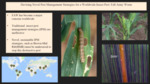 Mutant Plants! Devising Novel Pest Management Strategies for a Worldwide Insect Pest: The Fall Army Worm (2023) by Alejandro Vasquez Marcano