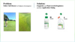 Assessing Fungicide Efficacy and Application Timing for Managing Yellow Tuft Disease on Zoysiagrass (2024) by Sharandeep Chahal