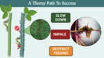 A Thorny Path to Success (2024) by Manish Gautam