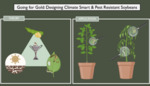 Going for Gold: Designing Climate Smart & Pest Resistant Soybeans (2024) by Jessica Ayala