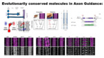 ​Conserved Functions of "Frazzled" in Axon Guidance in Insects (2024) by Piyasi Ghosh